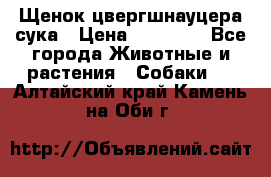 Щенок цвергшнауцера сука › Цена ­ 25 000 - Все города Животные и растения » Собаки   . Алтайский край,Камень-на-Оби г.